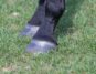 A pair of horse hooves