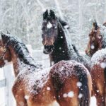 Winter Survival Guide