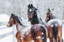 3 horses in a paddock in the snow