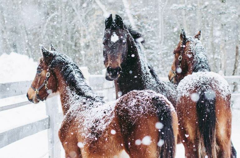 3 horses in a paddock in the snow
