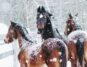 3 horses in a paddock in the snow