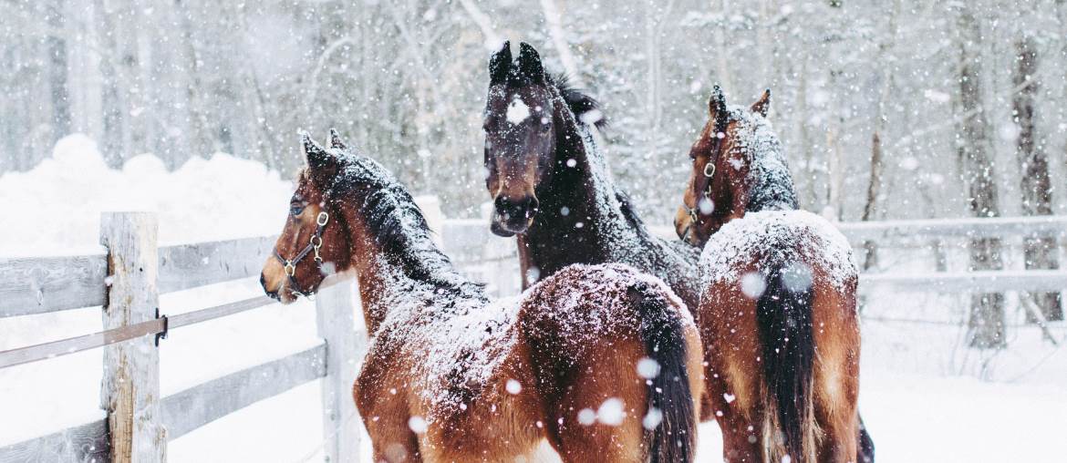 Winter Survival Guide