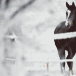 Horse Care in January