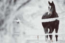 A horse standing in a winter paddock