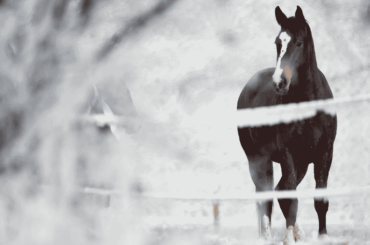 A horse standing in a winter paddock