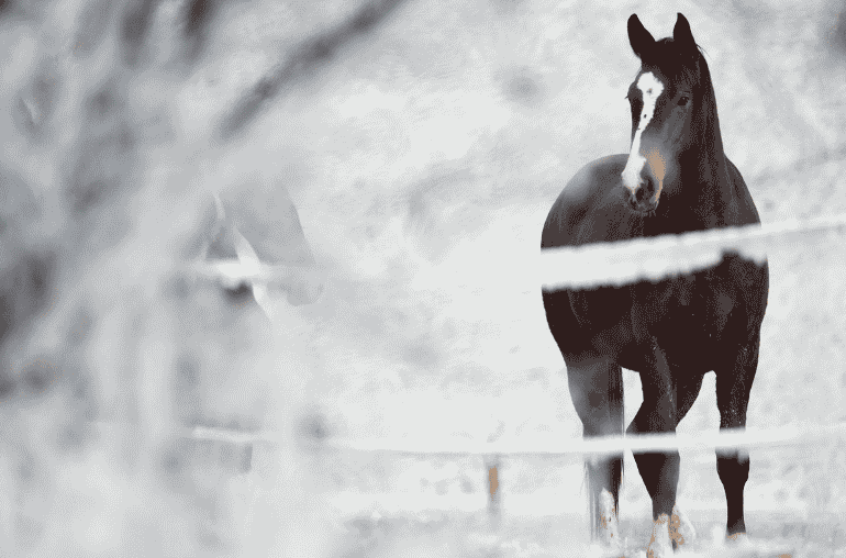 A horse standing in a winter paddock