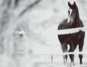 A horse standing in a winter paddock