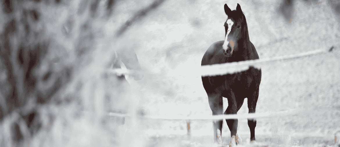 Horse Care in January