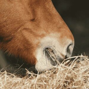 A horse feeding on forage