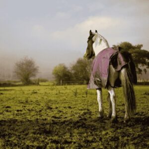 A horse in a muddy field wearing a horse rug