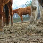 Mud fever and how to manage it