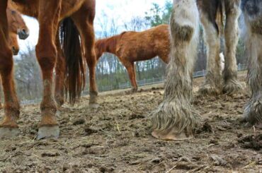 Horse hooves in a wet and muddy field