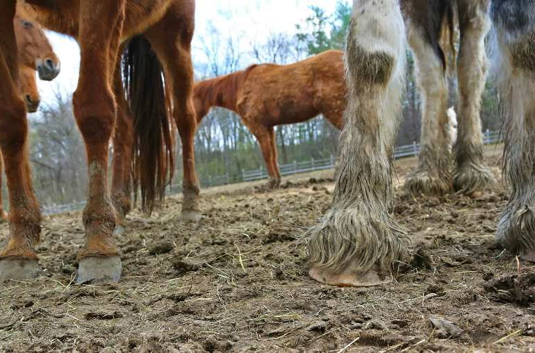 Horse hooves in a wet and muddy field