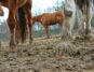 Horse hooves in a wet and muddy field
