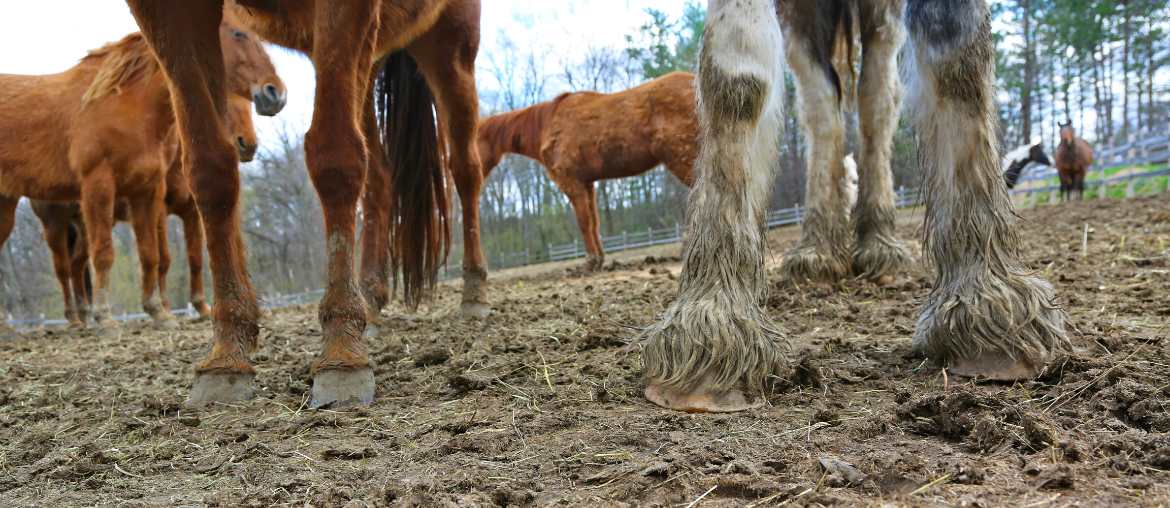 Mud fever and how to manage it