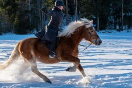 A rider riding a horse in the snow