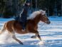 A rider riding a horse in the snow