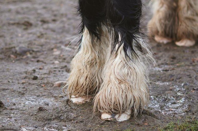 Horse hooves in a muddy field