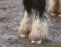 Horse hooves in a muddy field