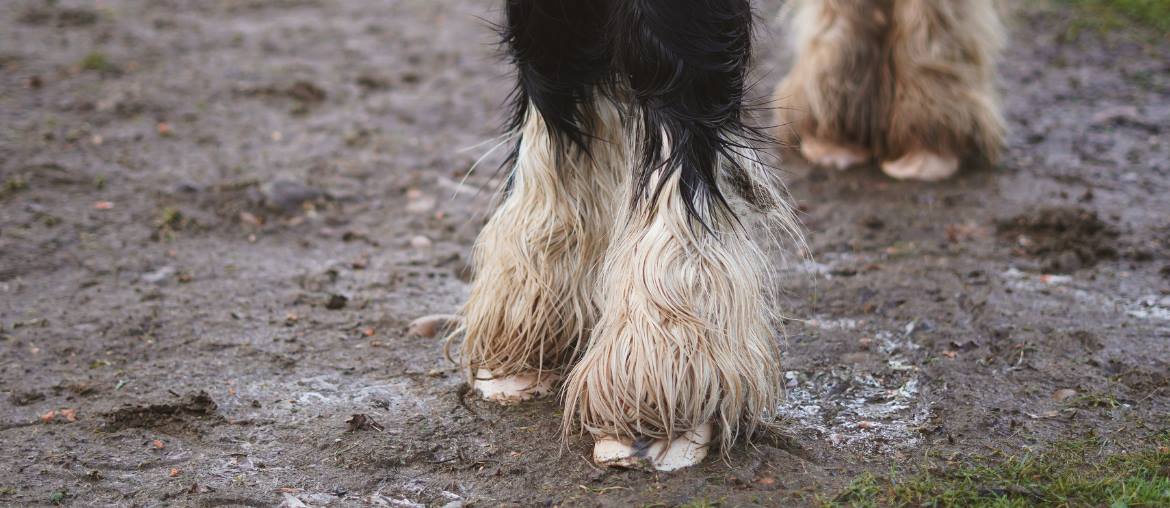 Keep Your Horse Happy with Limited Turnout