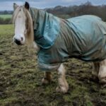 Protect Your Horse’s Legs in Muddy Winter Weather