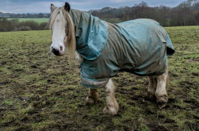A horse in a rug in a muddy field