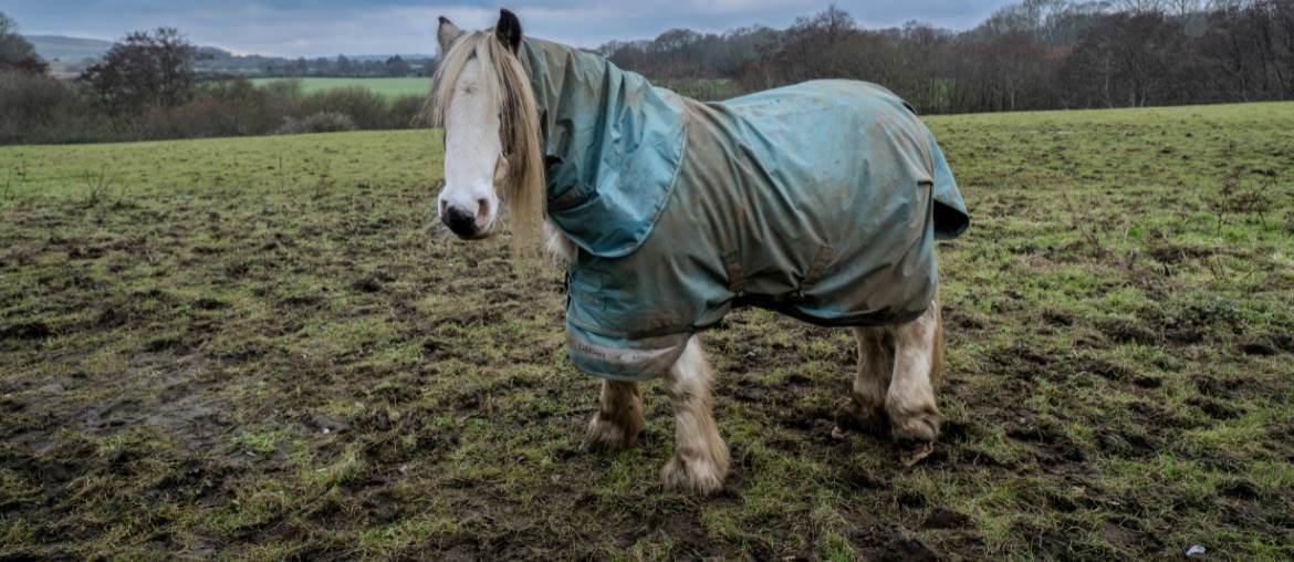 Protect Your Horse’s Legs in Muddy Winter Weather