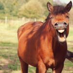 How to Control Flies on Horses