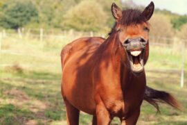 A horse in a field looking directly at the camera and whinnying