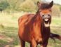 A horse in a field looking directly at the camera and whinnying