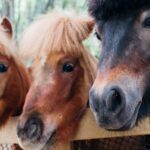 Pony Club Camp Packing List