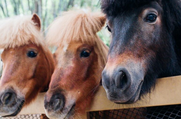 3 ponies peering over a fence