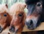 3 ponies peering over a fence