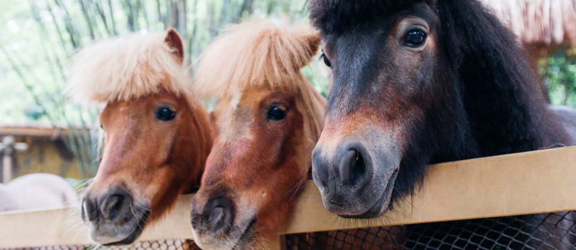 Pony Club Camp Packing List