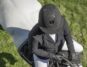 A rider wearing a Samshield riding hat riding a white horse