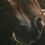 25 Horse Care Mistakes
