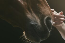 A horse's nose being stroked