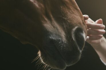 A horse's nose being stroked