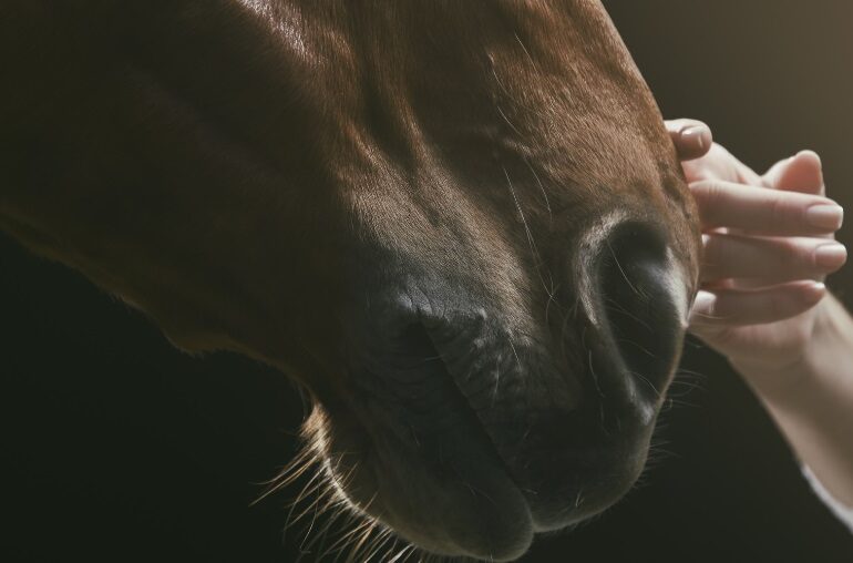 A horse's nose being stroked
