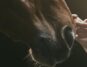 A horse's nose being stroked