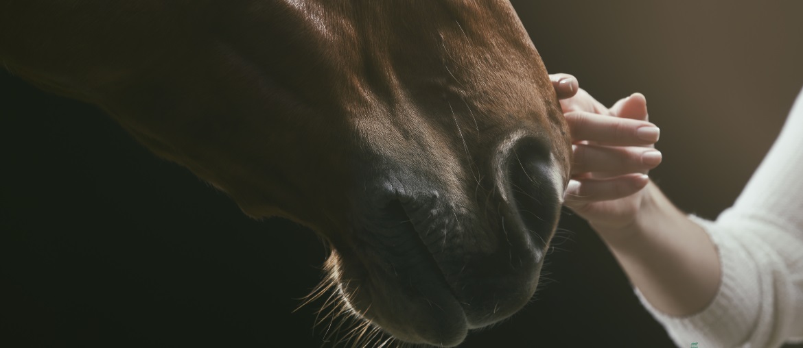 25 Horse Care Mistakes