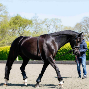 A horse being schooled