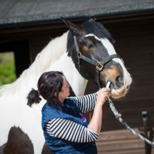 A woman worming her horse