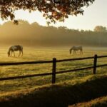 Choosing the Right Digestive Support with GastriAid and GastriVet