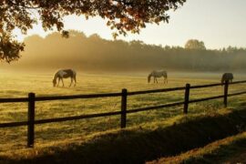Horses grazing in a field