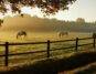 Horses grazing in a field