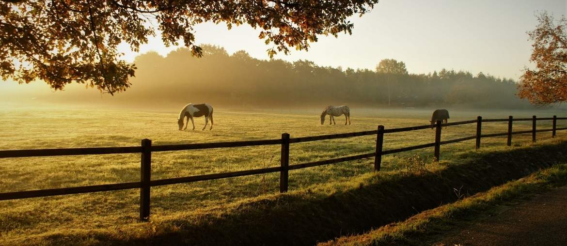 Choosing the Right Digestive Support with GastriAid and GastriVet Horses grazing in a field