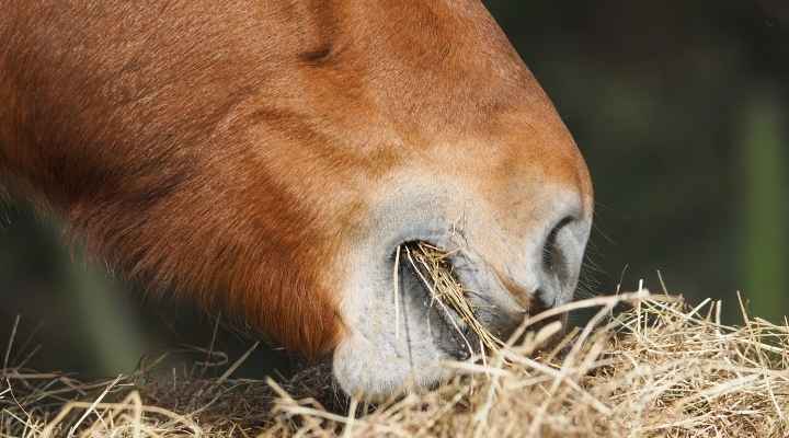 Horse digestive support and gut health
