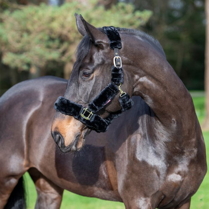 A horse wearing a black headcollar
