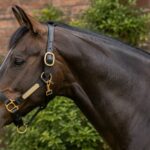 Horse Headcollar Guide